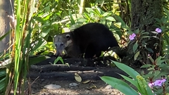 Nasua olivacea