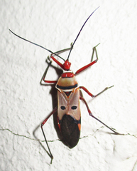 Phonoctonus