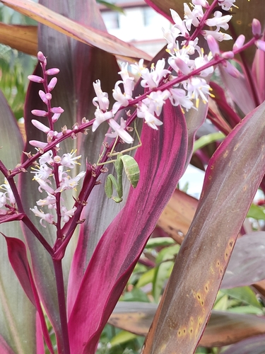Hierodula bhamoana
