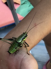 Eupholidoptera megastyla