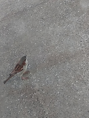Passer domesticus