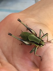 Eupholidoptera megastyla