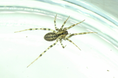 Stemonyphantes lineatus