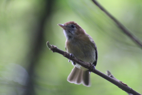 Rufous-naped Greenlet (Pachysylvia semibrunnea), photo 8