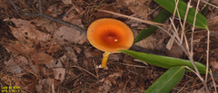 Amanita hemibapha