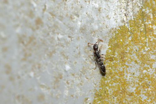 火德滑蚁Lioponera huode