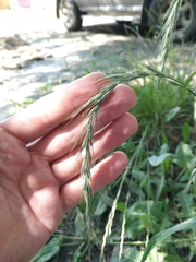 Elymus sibiricus