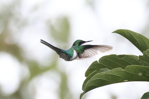 Purple-crowned Fairy