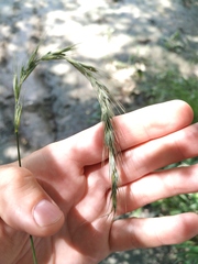 Elymus sibiricus