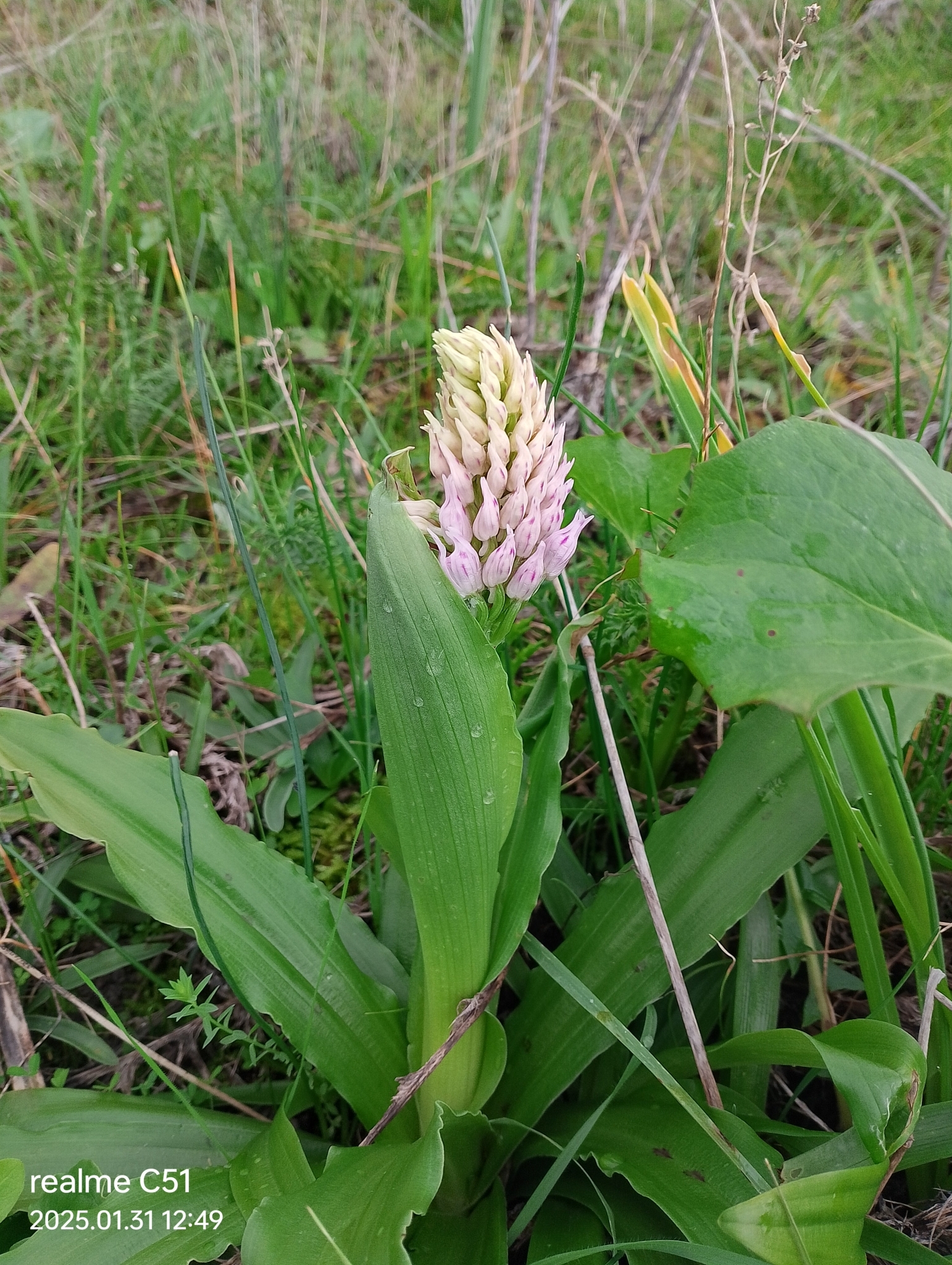 Imagem de Orquídea