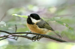 Pere David's Tit photo 3