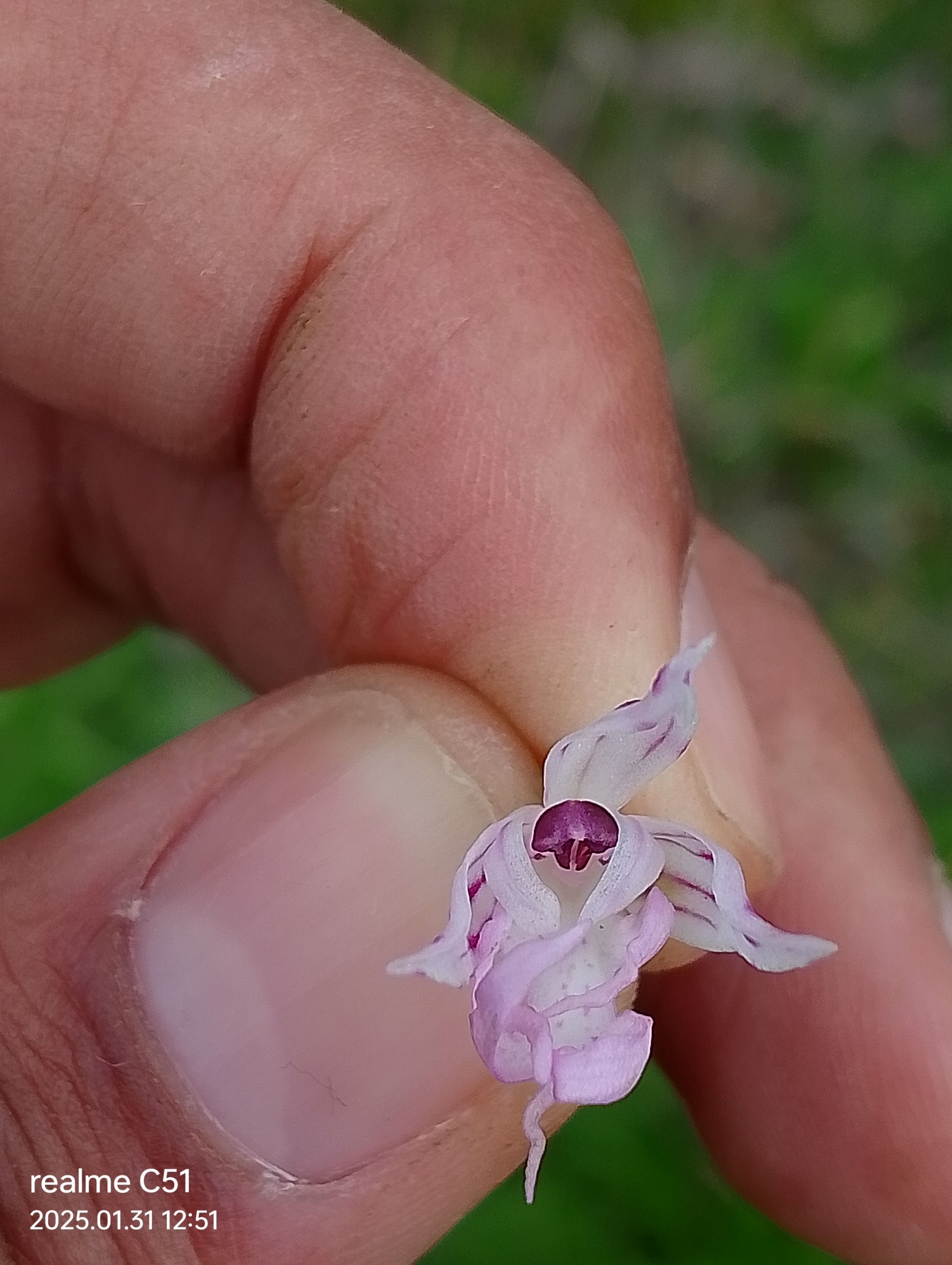 Imagem de Orquídea