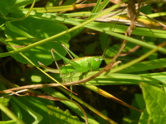 Conocephalus dorsalis
