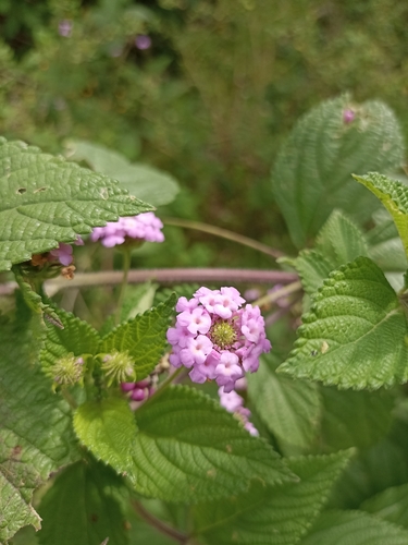 Image of Lantana trifolia by (c) Pompeya Reserva Natural, some rights reserved (CC BY)