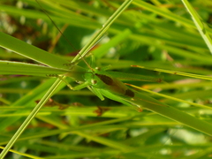 Conocephalus dorsalis