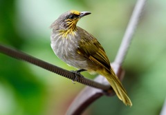 Pycnonotus finlaysoni