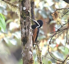 Powerful Woodpecker photo 4