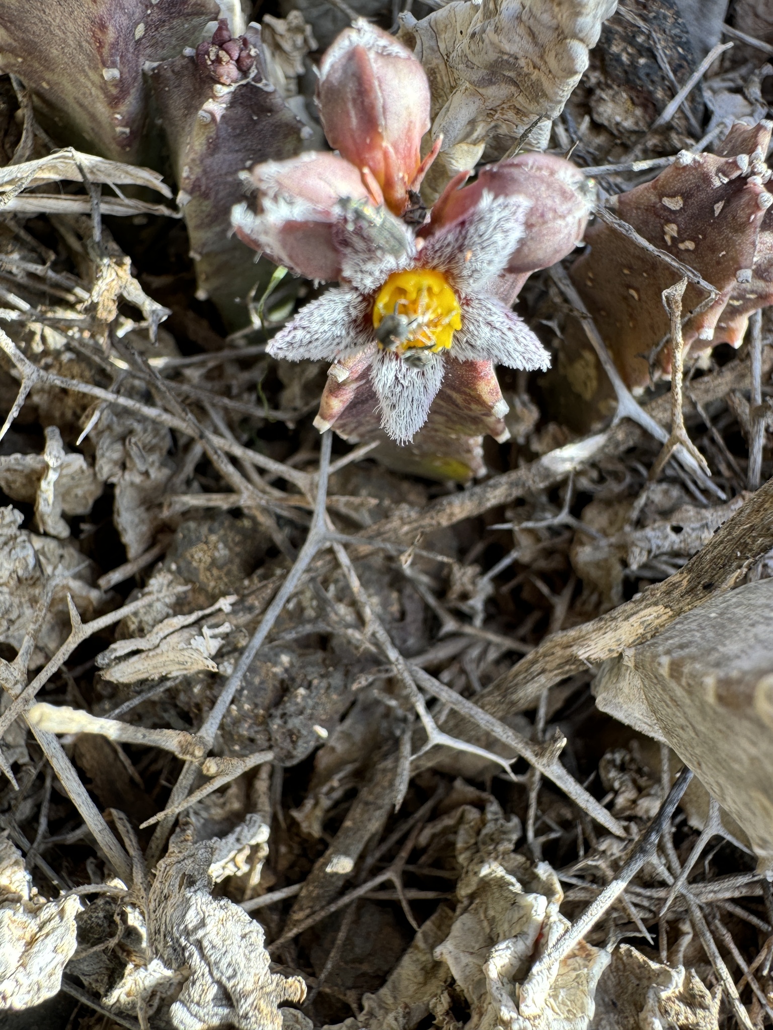 Ceropegia burchardii
