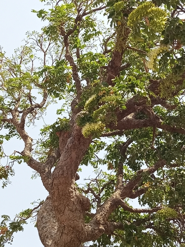 African Copaiba Balsam Tree