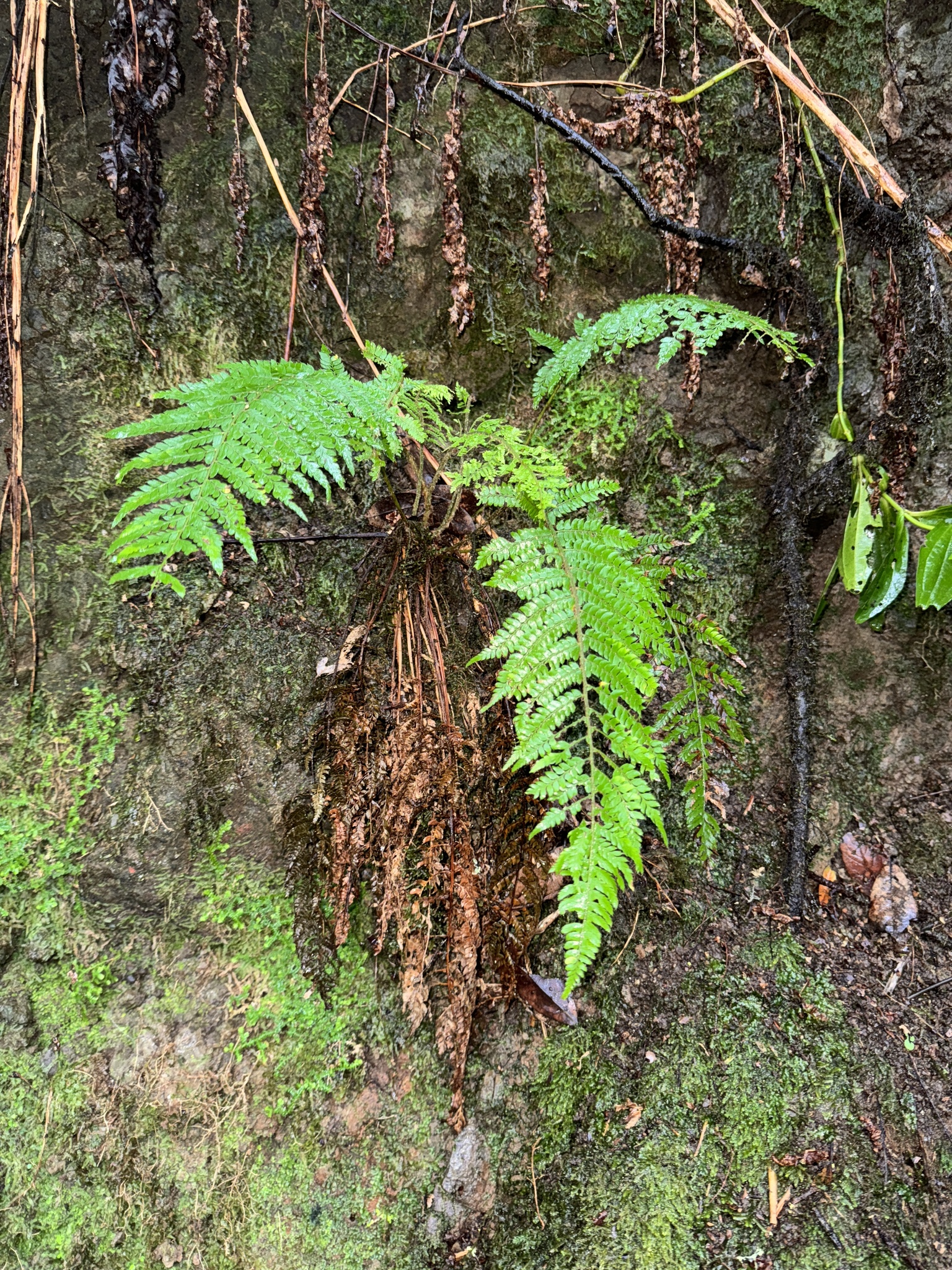 Polystichum setiferum