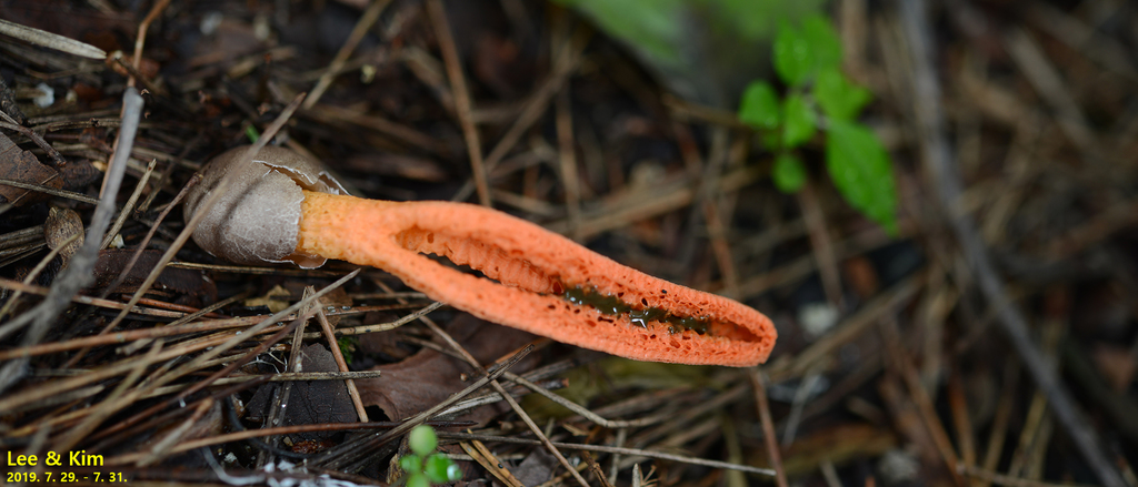 Pseudocolus fusiformis · July 2019 · photo: © pintail (iNaturalist, cc-by)