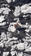 Aricia agestis
