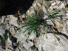 Carex helleri