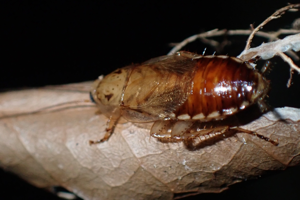 Latiblattella picturata
