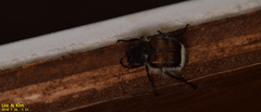 Lasiotrichius succinctus