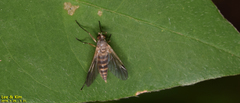 Tabanomorpha