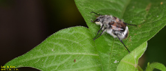 Lasiotrichius succinctus