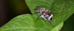 Lasiotrichius succinctus