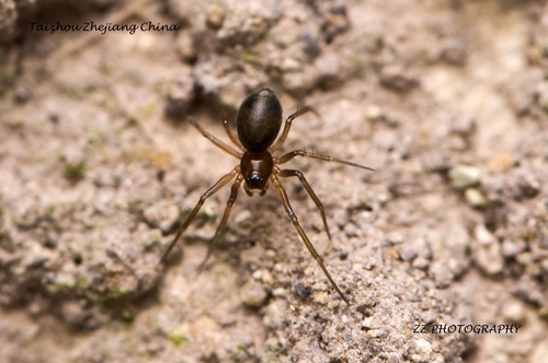 Anguliphantes nasus