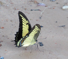 Heraclides androgeus