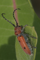 Tetraopes annulatus