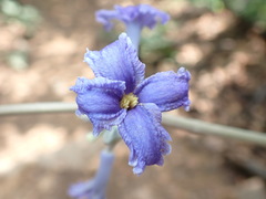 Clematis heracleifolia