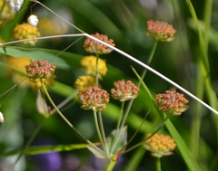 Bupleurum ranunculoides