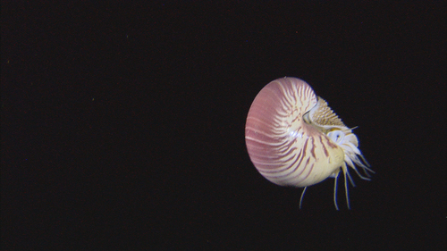 Nautilus (Nautilus pompilius)