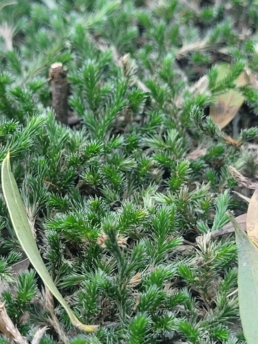 Image of Selaginella sellowii by (c) Federico Actis, some rights reserved (CC BY)