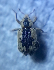 Bagoinae
