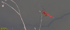 Sympetrum speciosum