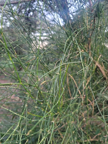 Ephedra triandra, photograph 4