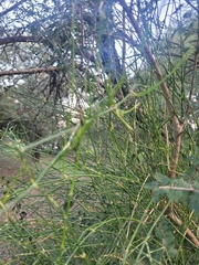 Ephedra triandra, photograph (c) Federico Actis, some rights reserved (CC BY)