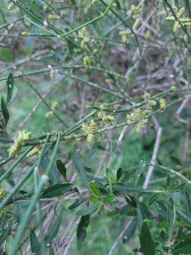 Ephedra triandra, photograph 6