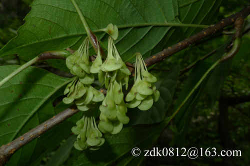 Euptelea pleiosperma