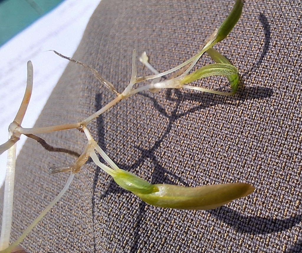 Oceans Turf Example Ocean turf grass in January 2025 by Sakshi · iNaturalist