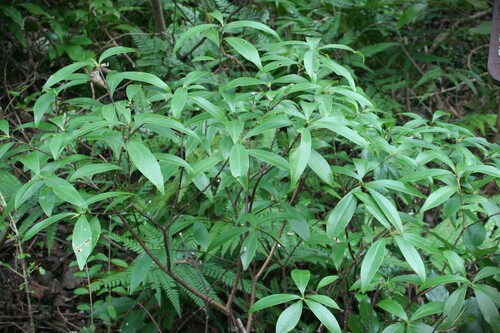 Jejudo Daphne (Daphne jejudoensis)