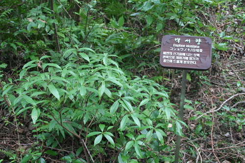 Image of Daphne jejudoensis by (c) Edmundas Greimas, some rights reserved (CC BY)