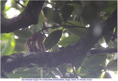 Glaucidium minutissimum