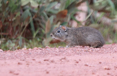 Brazilian Yellow-Toothed Cavy photo 3